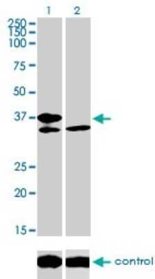 Western Blot: TCF19 Antibody (6D8) [H00006941-M01]