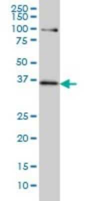 Western Blot: TCF19 Antibody (6D8) [H00006941-M01]