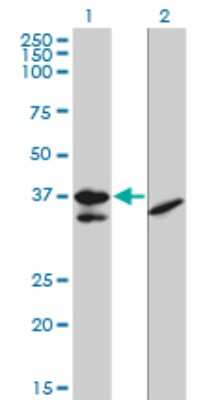 Western Blot: TCF19 Antibody (6D8) [H00006941-M01]