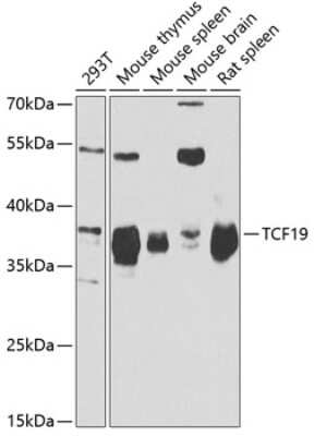 Western Blot: TCF19 AntibodyBSA Free [NBP2-93718]