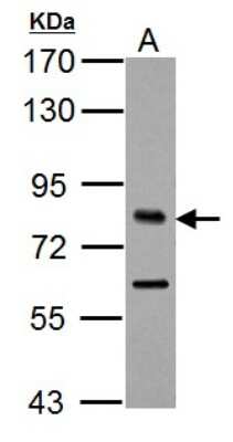 Western Blot: TCF-3/E2A Antibody [NBP2-20585]