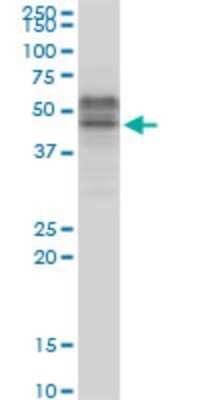 Western Blot: TCF7/TCF1 Antibody (1B3) [H00006932-M06]