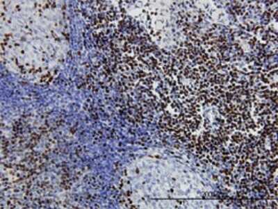 Immunohistochemistry-Paraffin: TCF7/TCF1 Antibody (1D2) [H00006932-M01]