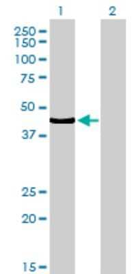 Western Blot: TCF7/TCF1 Antibody (1D2) [H00006932-M01]