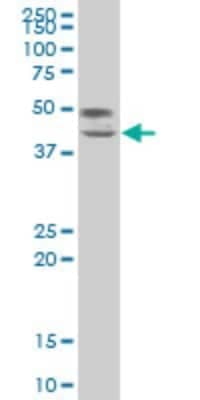 Western Blot: TCF7/TCF1 Antibody (2E9) [H00006932-M02]