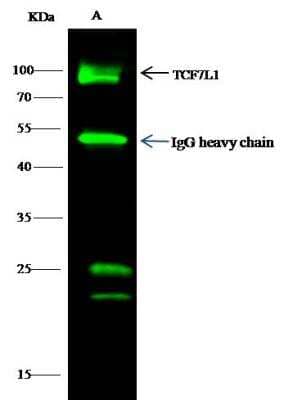 Immunoprecipitation: TCF7L1/TCF3 Antibody [NBP2-98907]