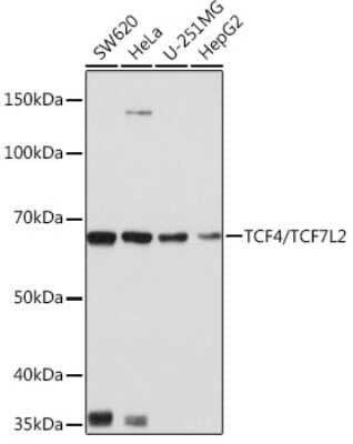 Western Blot: TCF7L2 Antibody (1W10T6) [NBP3-15768]