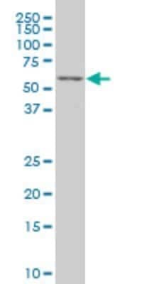 Western Blot: TCF7L2 Antibody (3A4) [H00006934-M06]