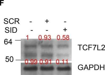 Western Blot: TCF7L2 AntibodyBSA Free [NBP1-19083]