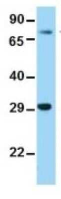 Western Blot: TCF7L2 Antibody [NBP3-10297]