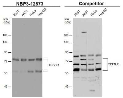 Western Blot: TCF7L2 Antibody [NBP3-12873]