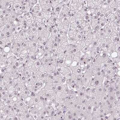 Immunohistochemistry-Paraffin: TCFL5 Antibody [NBP2-49174]