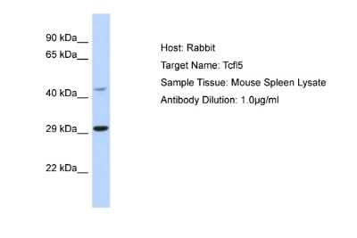 Western Blot: TCFL5 Antibody [NBP2-88425]