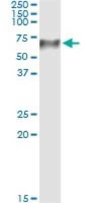 Western Blot: TCN1 Antibody (3F10) [H00006947-M12]