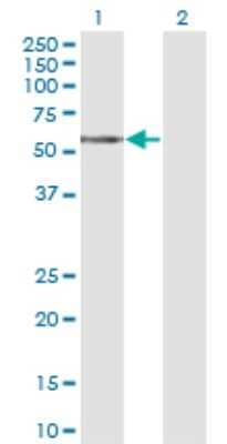 Western Blot: TCN1 Antibody (3F10) [H00006947-M12]