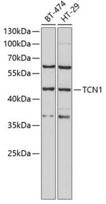 Western Blot: TCN1 AntibodyBSA Free [NBP2-93978]