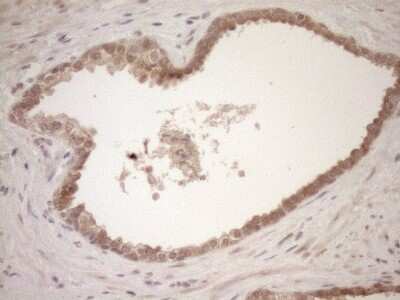 Immunohistochemistry: TCP10 Antibody (OTI2C2) [NBP2-46090]