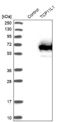 Western Blot: TCP11L1 Antibody [NBP1-83749]