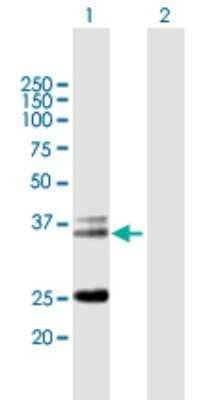 Western Blot: TCR alpha Antibody [H00006955-B01P]