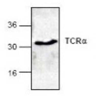 Western Blot: TCR alpha Antibody [NBP1-45883]