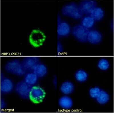 Immunocytochemistry/ Immunofluorescence: TCR alpha/beta Antibody (Desire-1) - Chimeric - Azide and BSA Free [NBP3-09021]