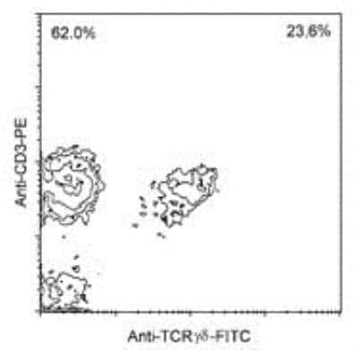 Flow Cytometry: TCR gamma/delta Antibody (TCR1) - Azide and BSA Free [NBP1-28275]