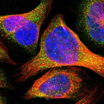 Immunocytochemistry/ Immunofluorescence: TCTA Antibody [NBP1-86497]