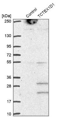 Western Blot: TCTEX1D1 Antibody [NBP1-93777]