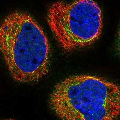 Immunocytochemistry/ Immunofluorescence: TCTN2 Antibody [NBP1-88392]
