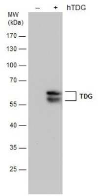 Western Blot: TDG Antibody (1142) [NBP2-43595]