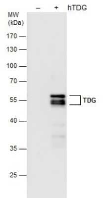 Western Blot: TDG Antibody (311) [NBP2-43802]