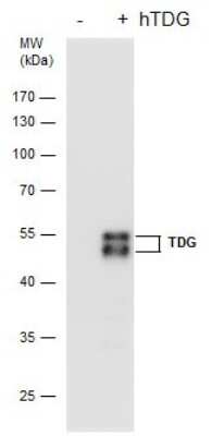 Western Blot: TDG Antibody (622) [NBP2-43717]