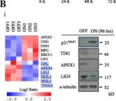 Western Blot: TDG Antibody (622) [NBP2-43717]