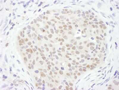 Immunohistochemistry-Paraffin: TDG Antibody [NBP2-32248]