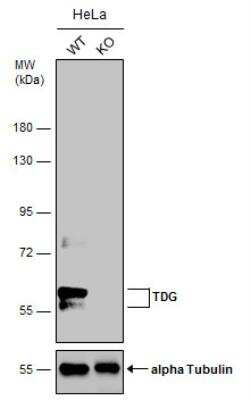 Knockout Validated: TDG Antibody [NBP2-20627]