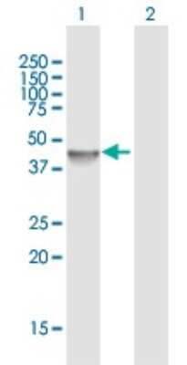 Western Blot: TDO2 Antibody [H00006999-B01P]