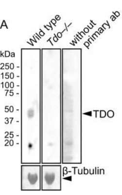 Knockout Validated: TDO2 Antibody [H00006999-B01P]