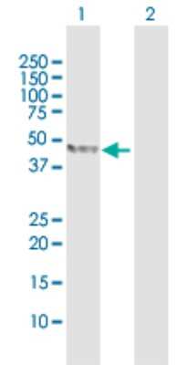 Western Blot: TDO2 Antibody [H00006999-D01P]