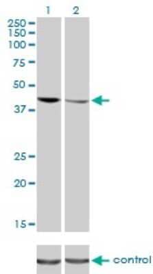 Knockdown Validated: TDP-43/TARDBP Antibody (2E2-D3) [H00023435-M01]