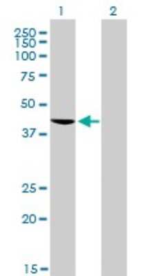 Western Blot: TDP-43/TARDBP Antibody (2E2-D3) [H00023435-M01]