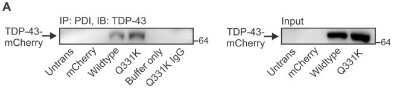 Western Blot: TDP-43/TARDBP Antibody (2E2-D3) [H00023435-M01]