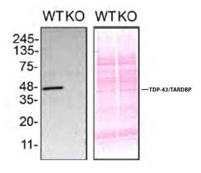 Knockout Validated: TDP-43/TARDBP Antibody (3H8) [NBP1-92695]