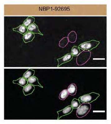 Knockout Validated: TDP-43/TARDBP Antibody (3H8) [NBP1-92695]