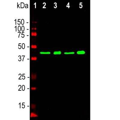 Western Blot: TDP-43/TARDBP Antibody (3H8) [NBP1-92695]