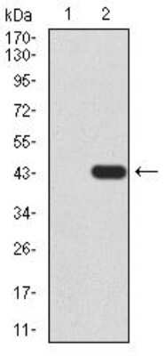 Western Blot: TDP-43/TARDBP Antibody (7F9A6)BSA Free [NBP2-52492]