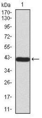 Western Blot: TDP-43/TARDBP Antibody (7F9A6)BSA Free [NBP2-52492]