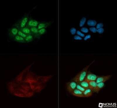 Immunocytochemistry/ Immunofluorescence: TDP-43/TARDBP Antibody - BSA Free [NB110-55376]