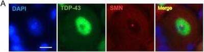 Immunocytochemistry/ Immunofluorescence: TDP-43/TARDBP Antibody - BSA Free [NB110-55376]