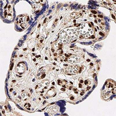 Immunohistochemistry-Paraffin: TDP-43/TARDBP Antibody - BSA Free [NB110-55376]