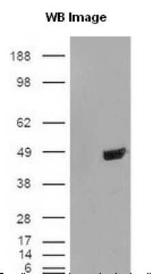 Western Blot: TDP-43/TARDBP AntibodyBSA Free [NB110-55376]